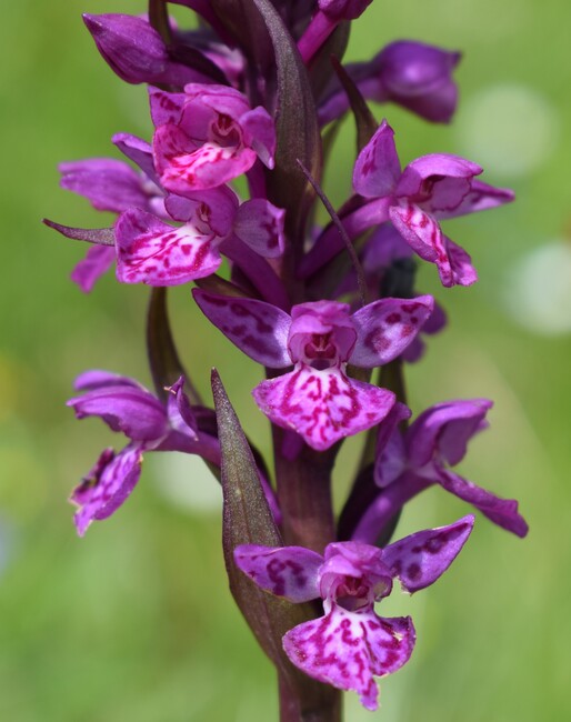 Der Flora des Golzentipp (Gailtaler Alpen, Osttirol)