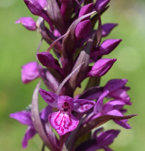 Der Flora des Golzentipp (Gailtaler Alpen, Osttirol)