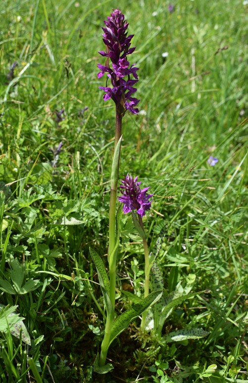 Der Flora des Golzentipp (Gailtaler Alpen, Osttirol)