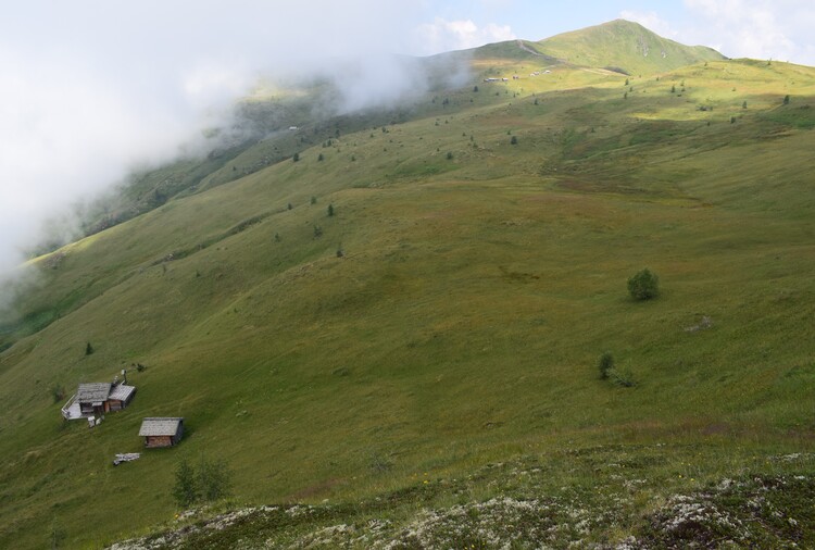 Der Flora des Golzentipp (Gailtaler Alpen, Osttirol)