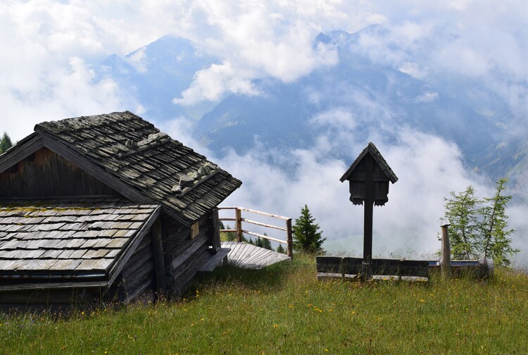 Der Flora des Golzentipp (Gailtaler Alpen, Osttirol)