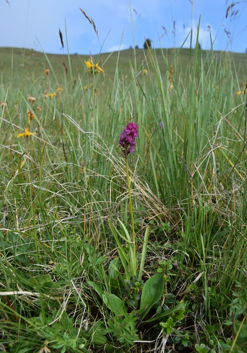 Der Flora des Golzentipp (Gailtaler Alpen, Osttirol)