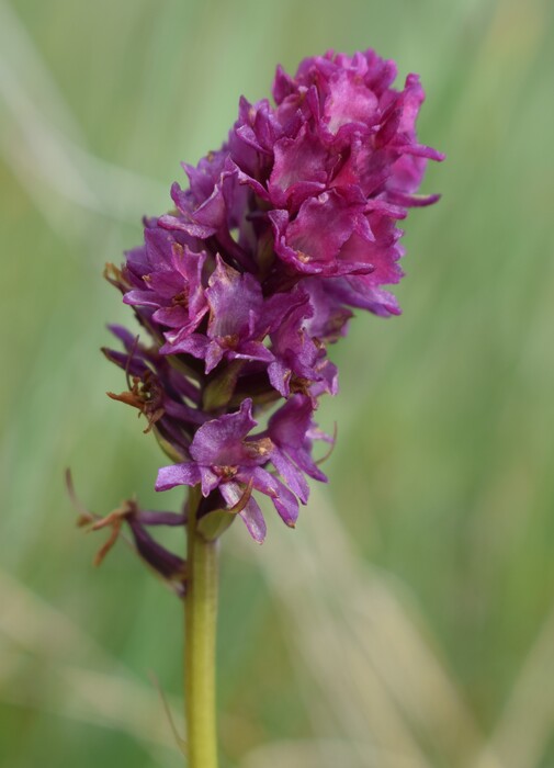 Der Flora des Golzentipp (Gailtaler Alpen, Osttirol)