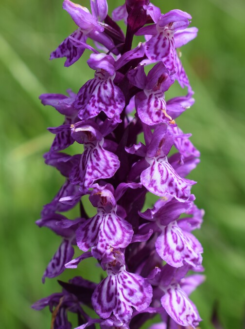 Der Flora des Golzentipp (Gailtaler Alpen, Osttirol)