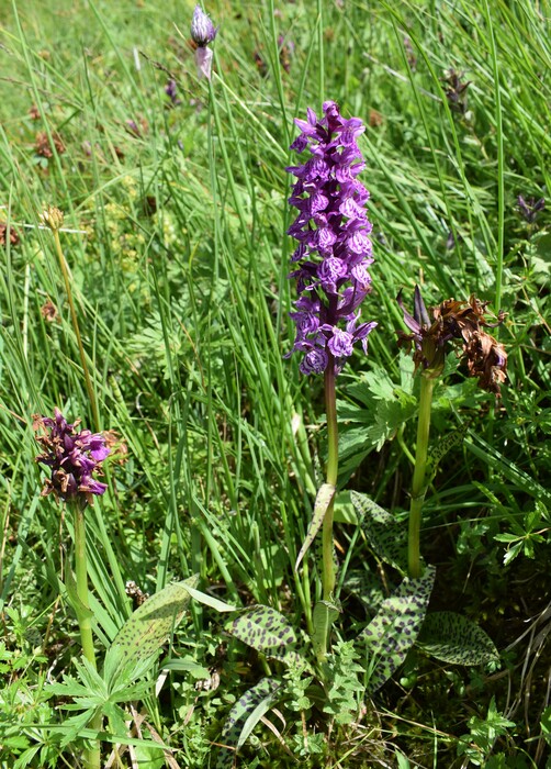 Der Flora des Golzentipp (Gailtaler Alpen, Osttirol)