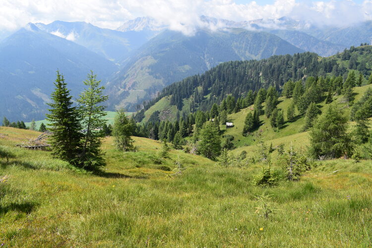 Der Flora des Golzentipp (Gailtaler Alpen, Osttirol)