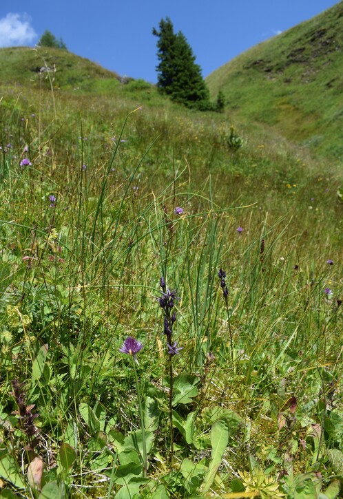 Der Flora des Golzentipp (Gailtaler Alpen, Osttirol)