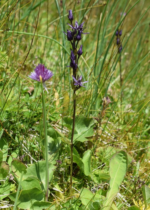 Der Flora des Golzentipp (Gailtaler Alpen, Osttirol)