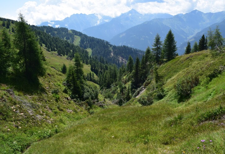 Der Flora des Golzentipp (Gailtaler Alpen, Osttirol)