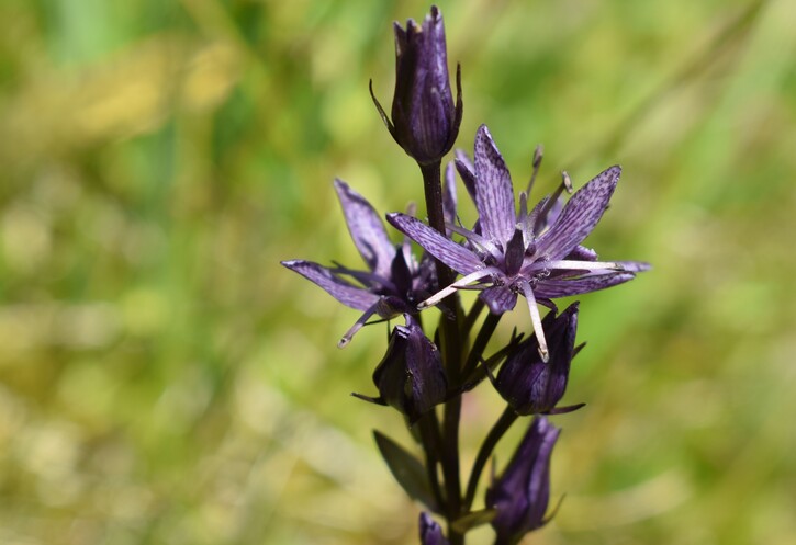 Der Flora des Golzentipp (Gailtaler Alpen, Osttirol)