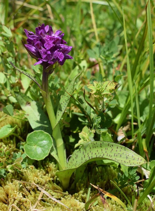 Der Flora des Golzentipp (Gailtaler Alpen, Osttirol)