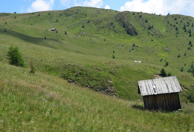 Der Flora des Golzentipp (Gailtaler Alpen, Osttirol)