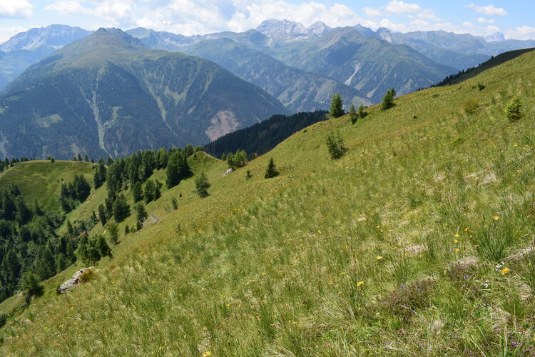 Der Flora des Golzentipp (Gailtaler Alpen, Osttirol)