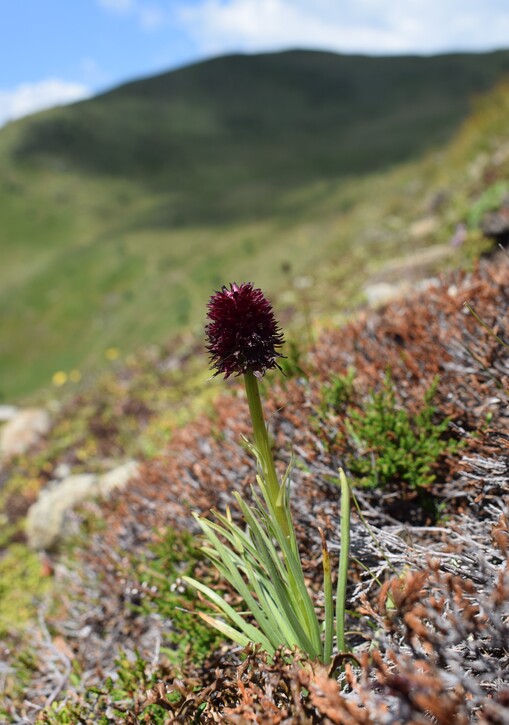 Der Flora des Golzentipp (Gailtaler Alpen, Osttirol)