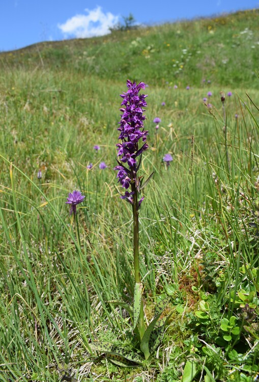 Der Flora des Golzentipp (Gailtaler Alpen, Osttirol)