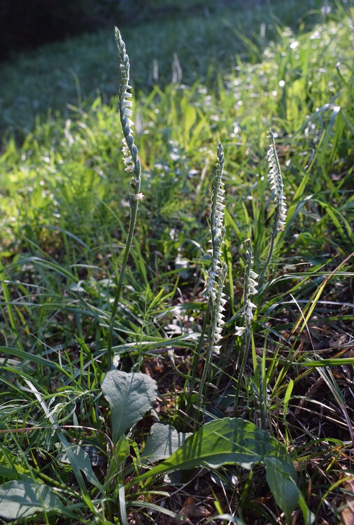 Le orchidee di Montisola (Lago d''Iseo)