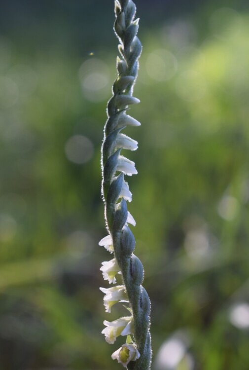 Le orchidee di Montisola (Lago d''Iseo)