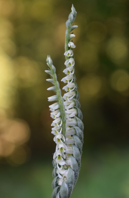 Le orchidee di Montisola (Lago d''Iseo)