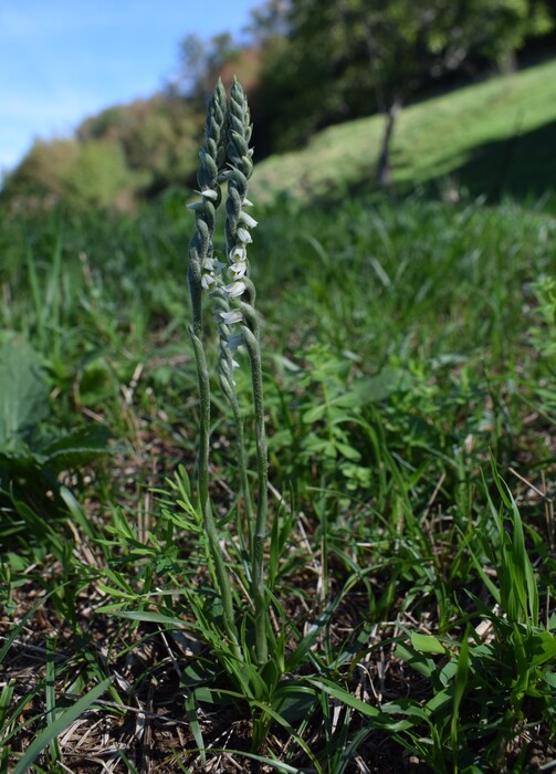 Le orchidee di Montisola (Lago d''Iseo)