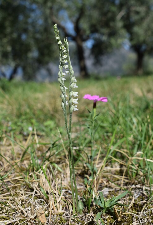 Le orchidee di Montisola (Lago d''Iseo)