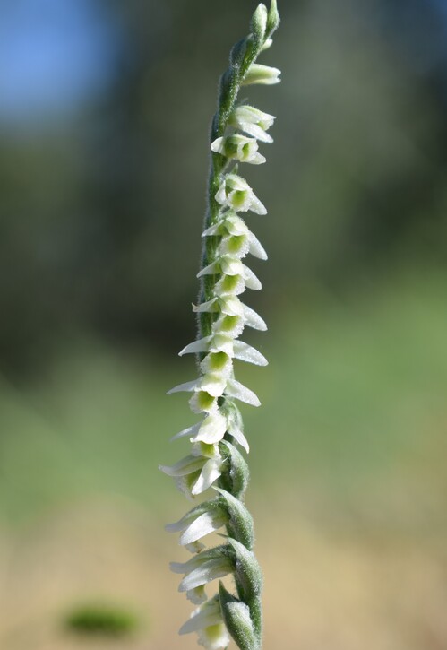 Le orchidee di Montisola (Lago d''Iseo)