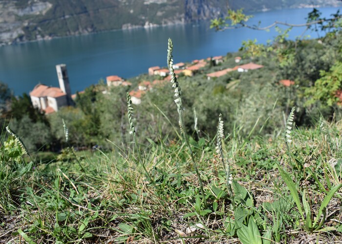 Le orchidee di Montisola (Lago d''Iseo)