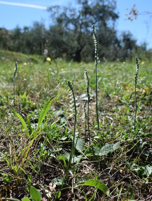 Le orchidee di Montisola (Lago d''Iseo)