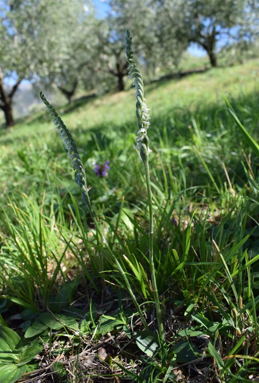 Le orchidee di Montisola (Lago d''Iseo)