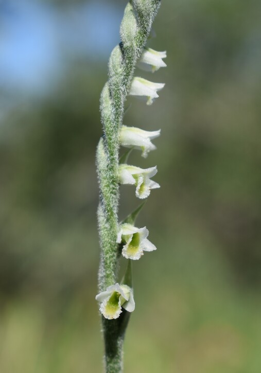 Le orchidee di Montisola (Lago d''Iseo)