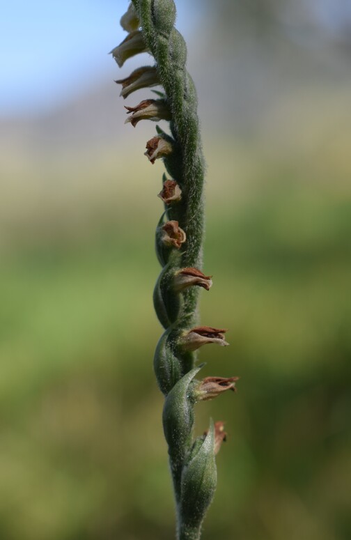 Le orchidee di Montisola (Lago d''Iseo)