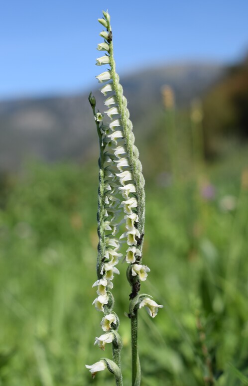 Le orchidee di Montisola (Lago d''Iseo)