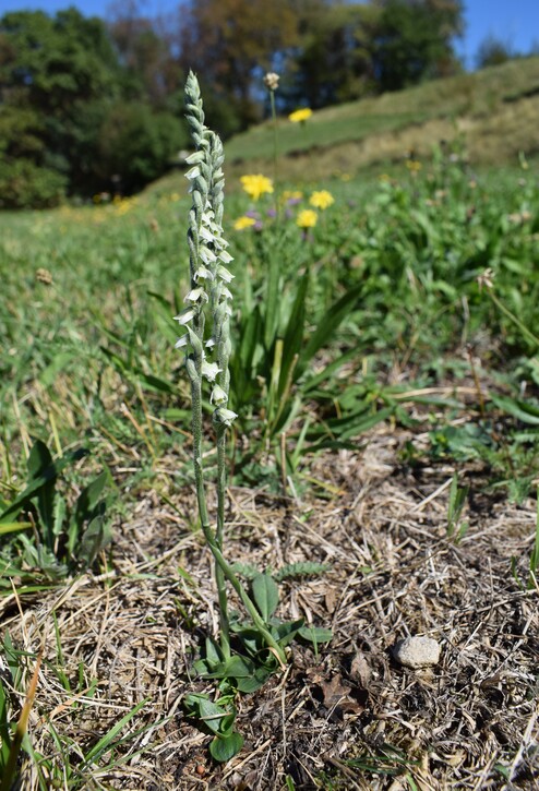 Le orchidee di Montisola (Lago d''Iseo)