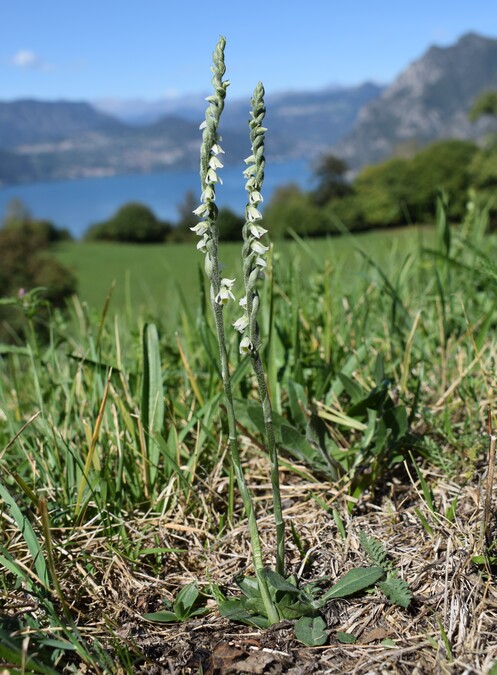 Le orchidee di Montisola (Lago d''Iseo)