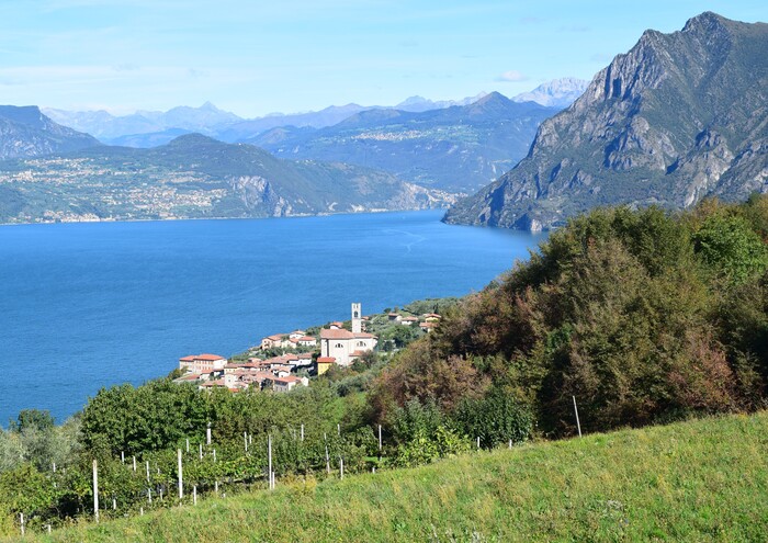 Le orchidee di Montisola (Lago d''Iseo)