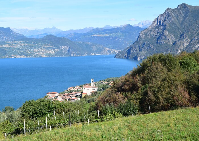 Le orchidee di Montisola (Lago d''Iseo)