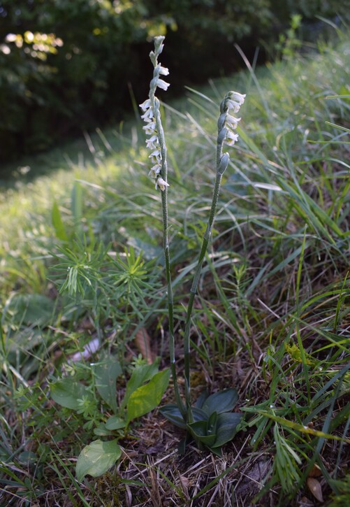 Le orchidee di Montisola (Lago d''Iseo)