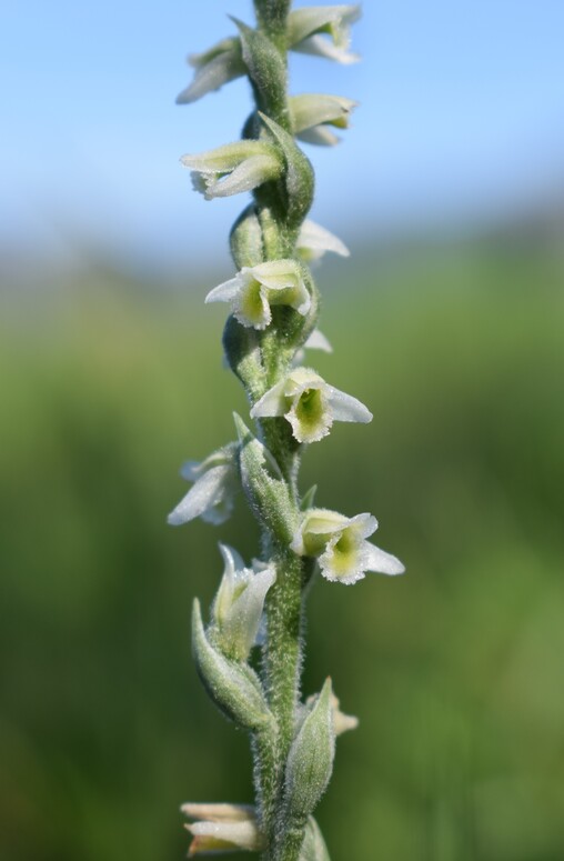 Le orchidee di Montisola (Lago d''Iseo)