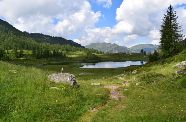 Le aree umide di Malga Cornelle