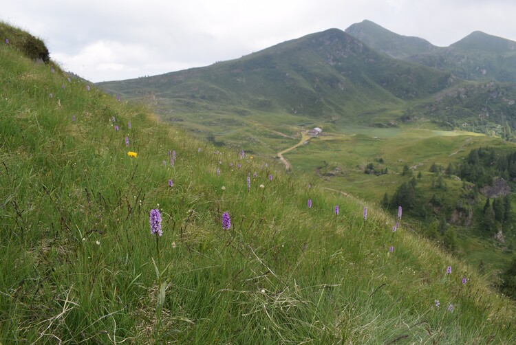 Le aree umide di Malga Cornelle