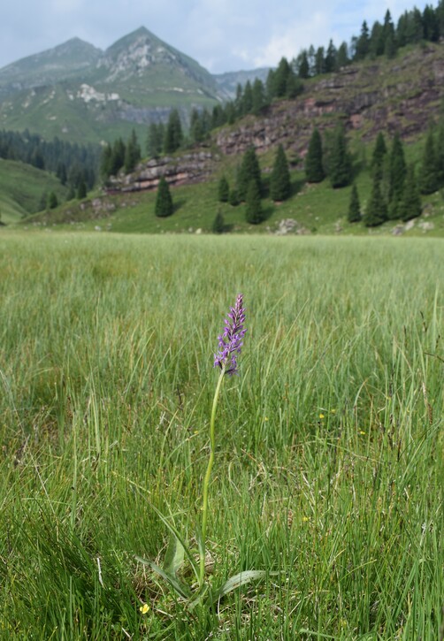 Le aree umide di Malga Cornelle