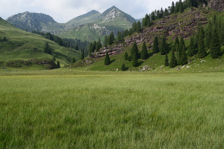 Le aree umide di Malga Cornelle