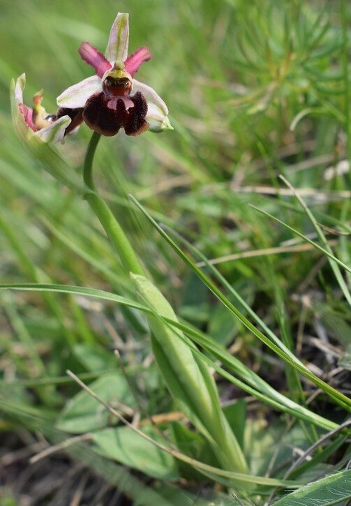 Le orchidee di Montisola (Lago d''Iseo)