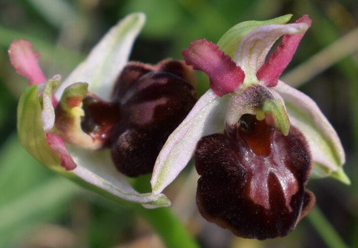 Le orchidee di Montisola (Lago d''Iseo)