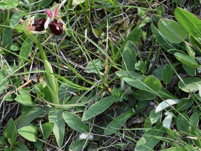 Le orchidee di Montisola (Lago d''Iseo)