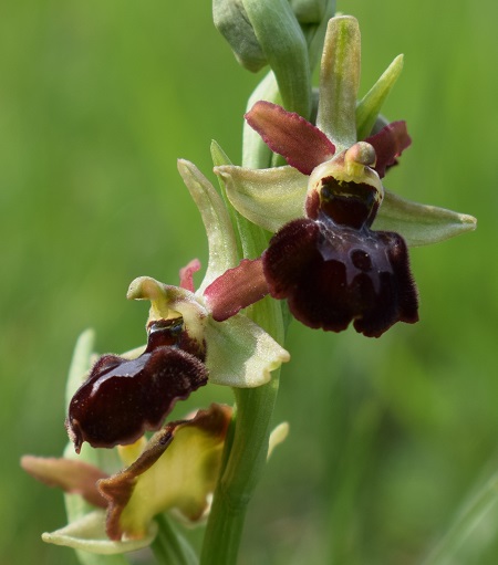 Le orchidee di Montisola (Lago d''Iseo)