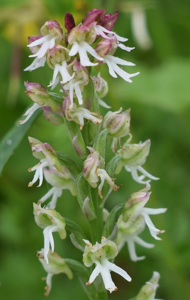 Le orchidee di Montisola (Lago d''Iseo)