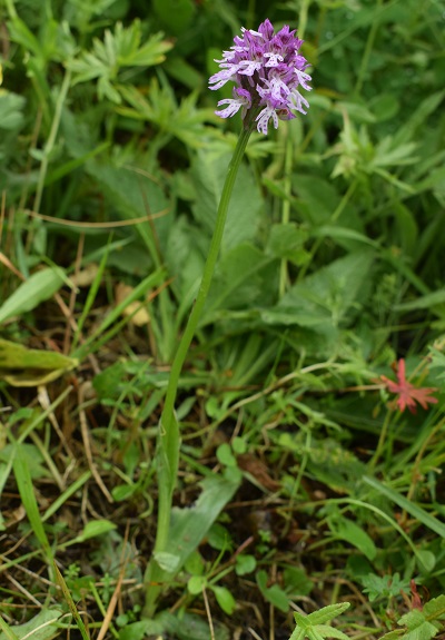 Le orchidee di Montisola (Lago d''Iseo)