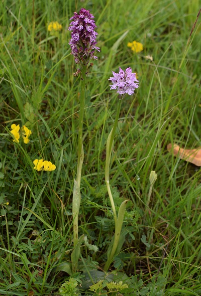 Le orchidee di Montisola (Lago d''Iseo)