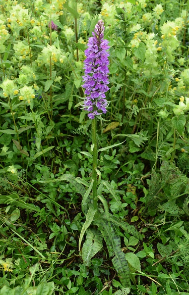 Le orchidee di Montisola (Lago d''Iseo)