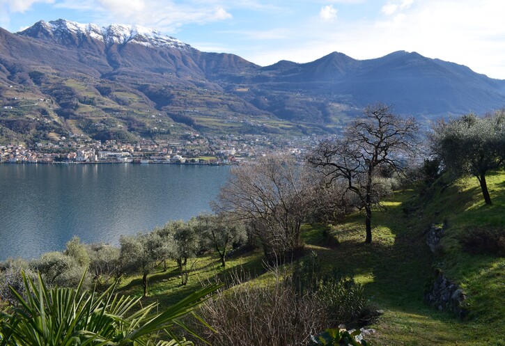 Le orchidee di Montisola (Lago d''Iseo)